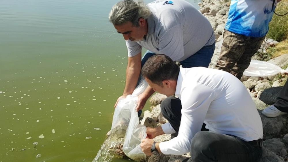 Bolu'nun Yavruları Ankara'ya Bırakıldı