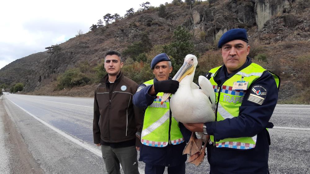 Devriye atan jandarma pelikan kuşu buldu 2