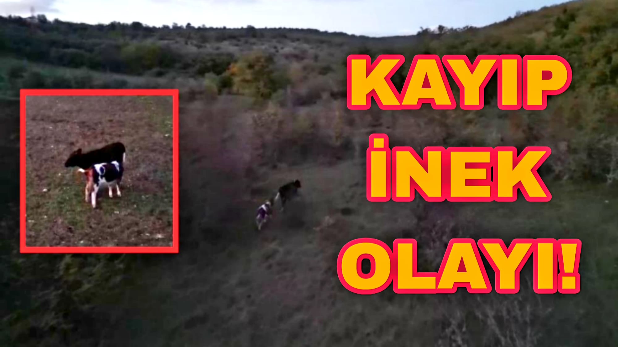 Gerede Sınırında Kayıp İnek Olayı 14