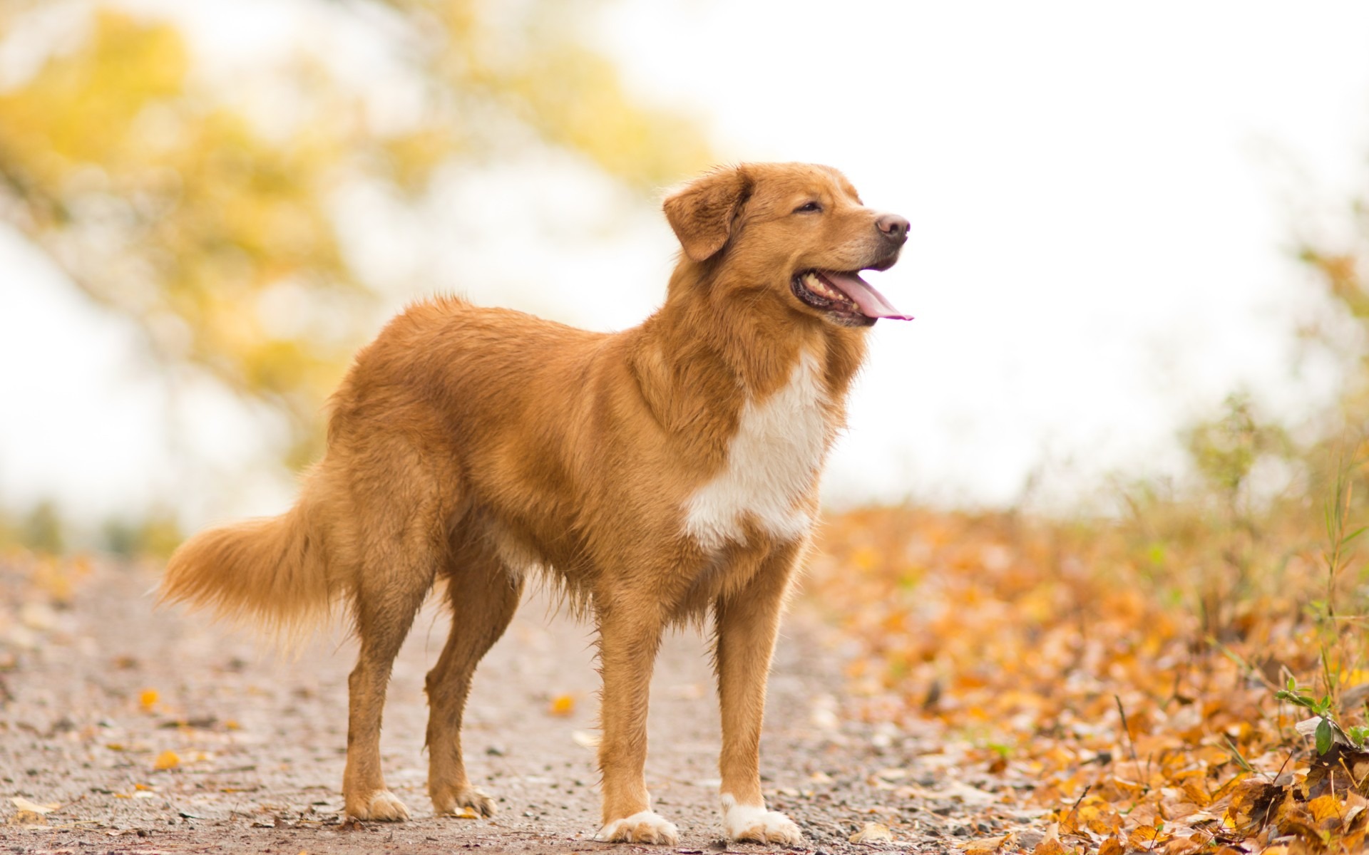 Köpeklerde Tüy Dökülmesi3