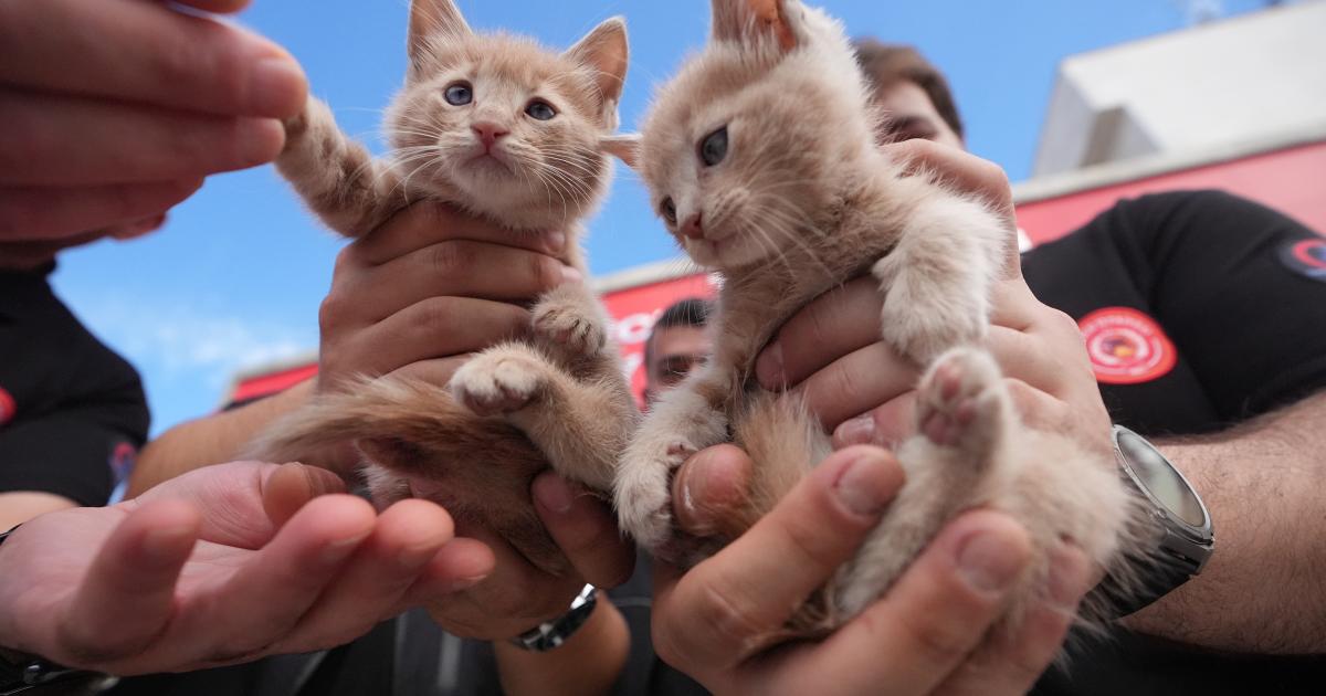 duzcede itfaiyeci iki kedi yavrusunu kurtarip sahiplendi n7S3SrbF.jpg