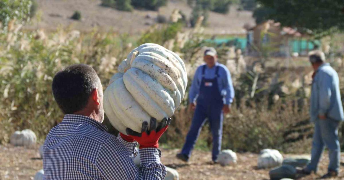 eskisehirde balkabagi hasadi basladi tarlada 5 lira pazarda 30 lira x5yJuKh3.jpg