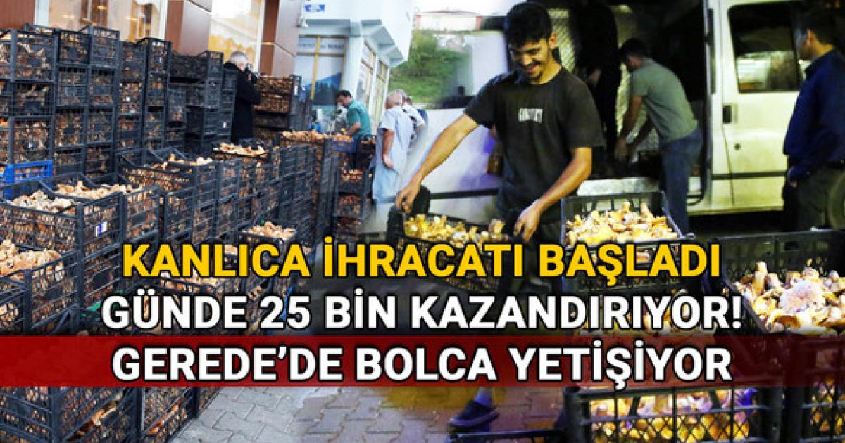 geredede bolca yetisiyor kanlica ihracati basladi gunde 25 bin kazandiriyor 5cYAjx3K.jpg