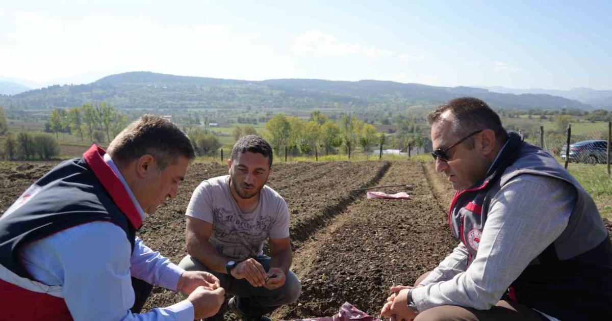 yasakli bitkide uretim artisi kastamonuda yenileri dikiliyor U9rdQiwP.jpg