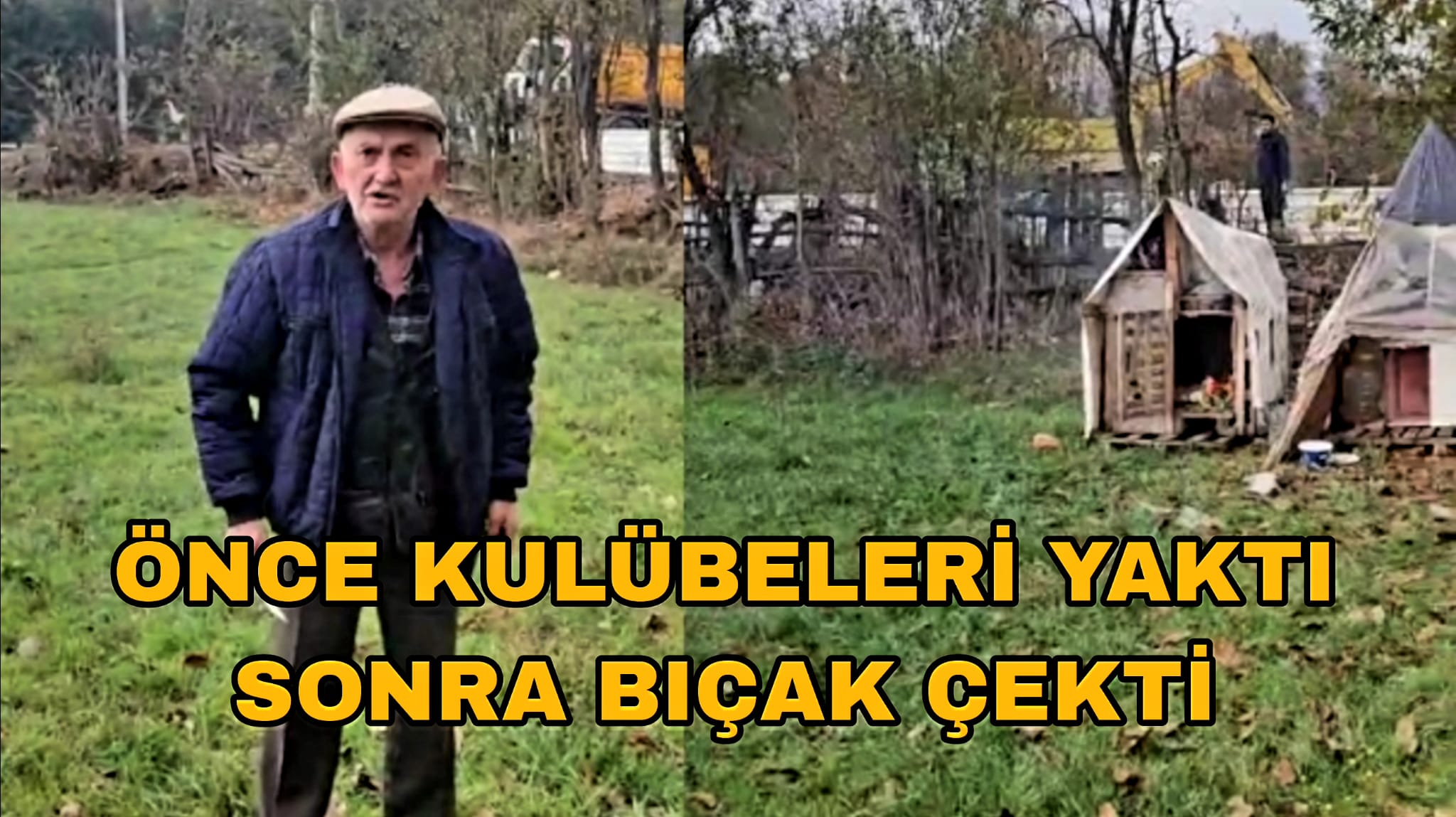 Bolu Köpek Tartışması