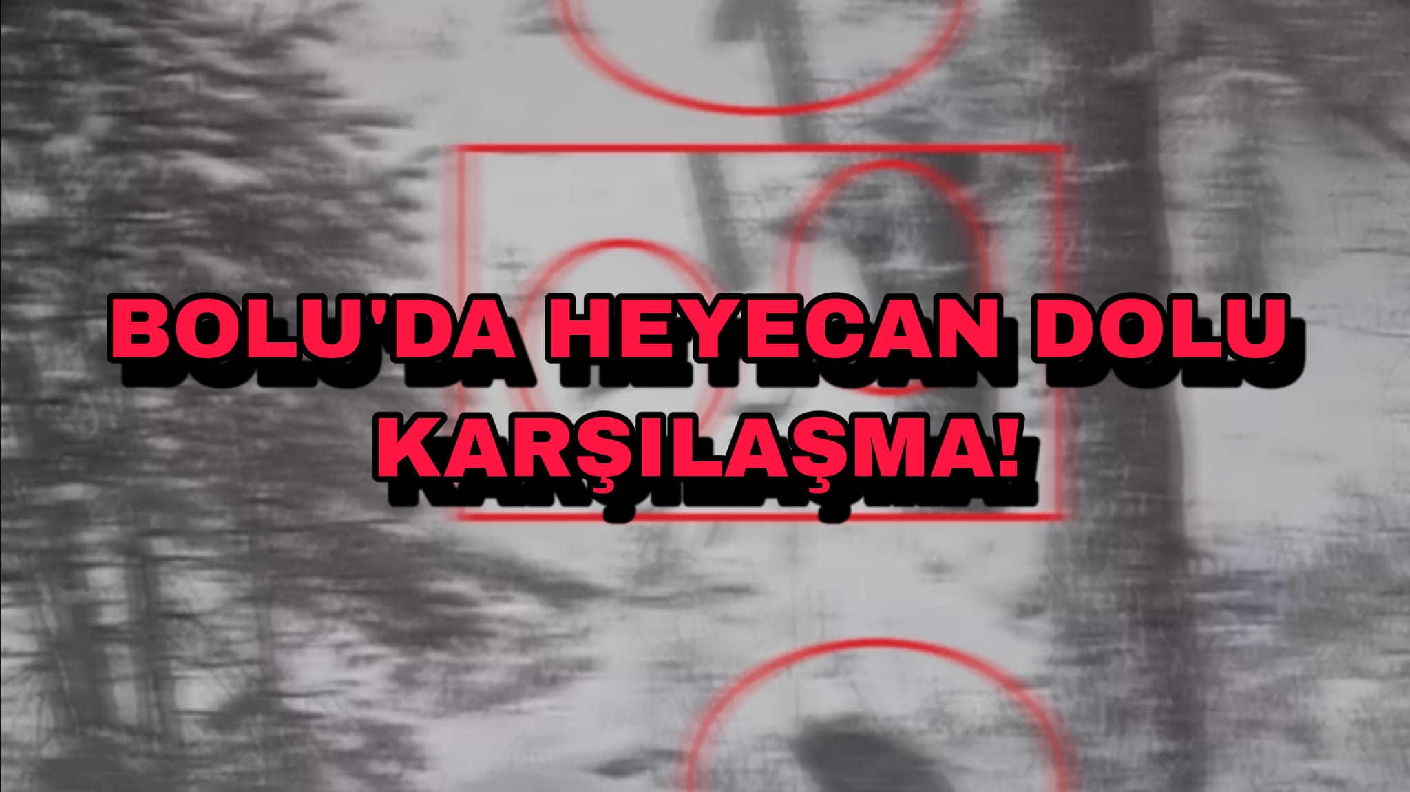 Bolu'da Heyecan Dolu Karşılaşma Ayı Kıbrıscık