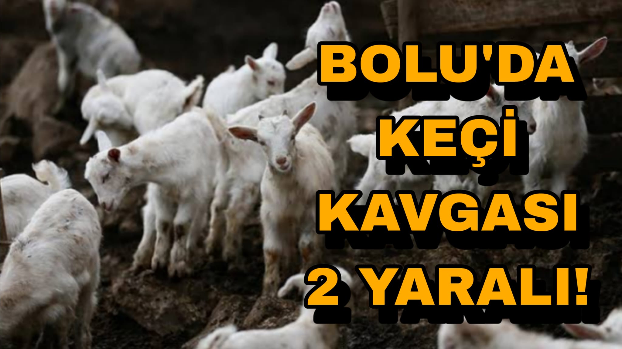 Bolu'da Keçi Kavgası