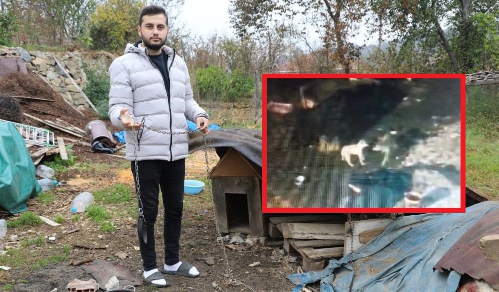 Çalındı zannedilen köpek, kurtlar tarafından parçalandı