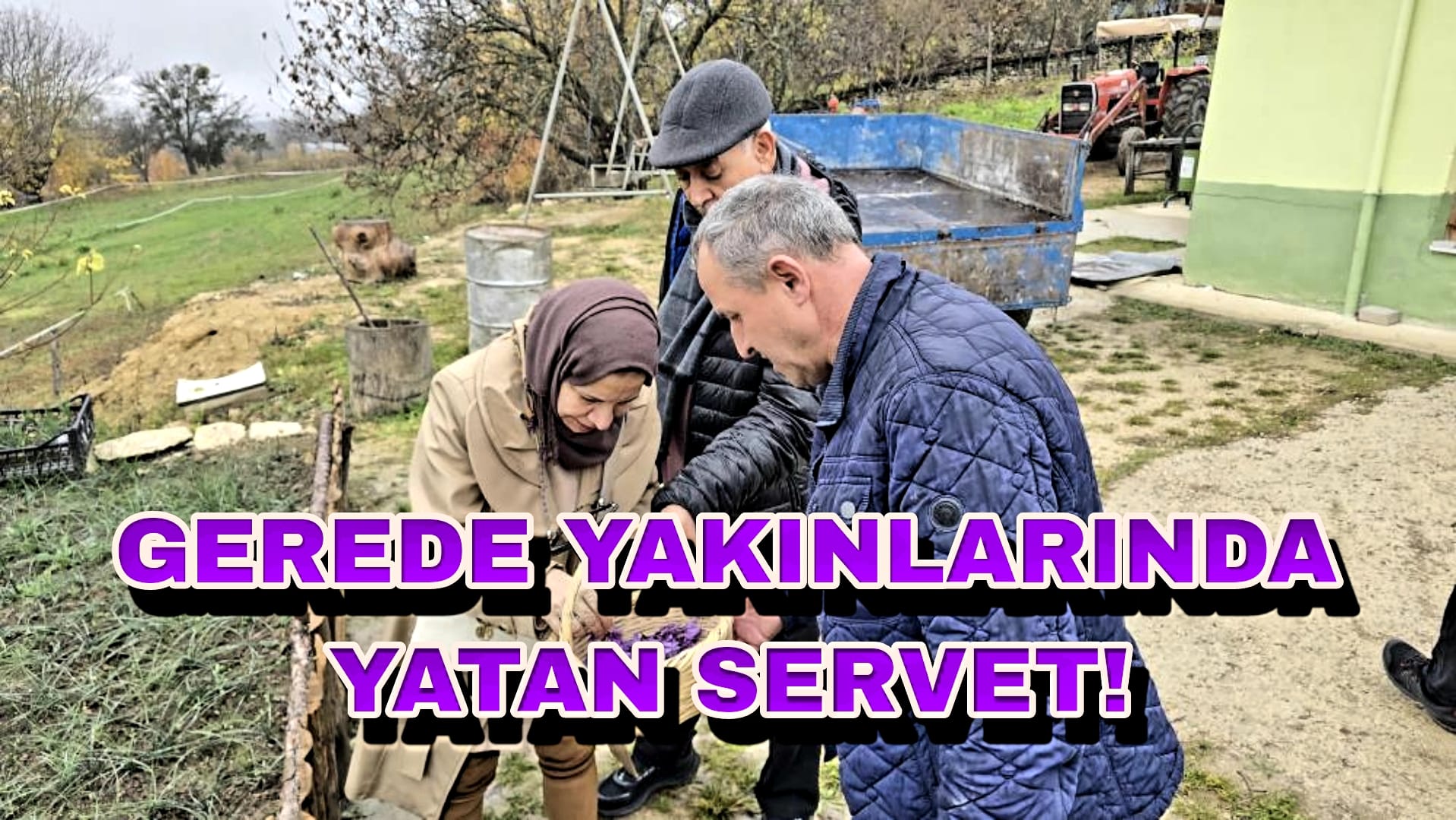 Gerede Safranbolu Safran