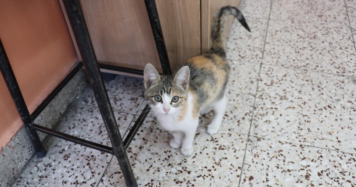 amasyada sahipsiz kedi sinifin maskotu oldu qzncq7DE.jpg