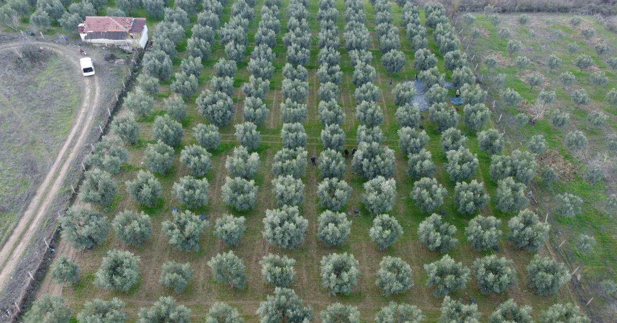 bilecikte yetisen zeytinlerin hasat vakti geldi WVMCOtpr.jpg