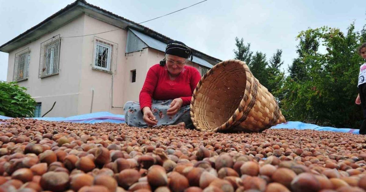 duzcenin findik ihracati ne kadar cevabi belli oldu yBZ8g3PS.jpg