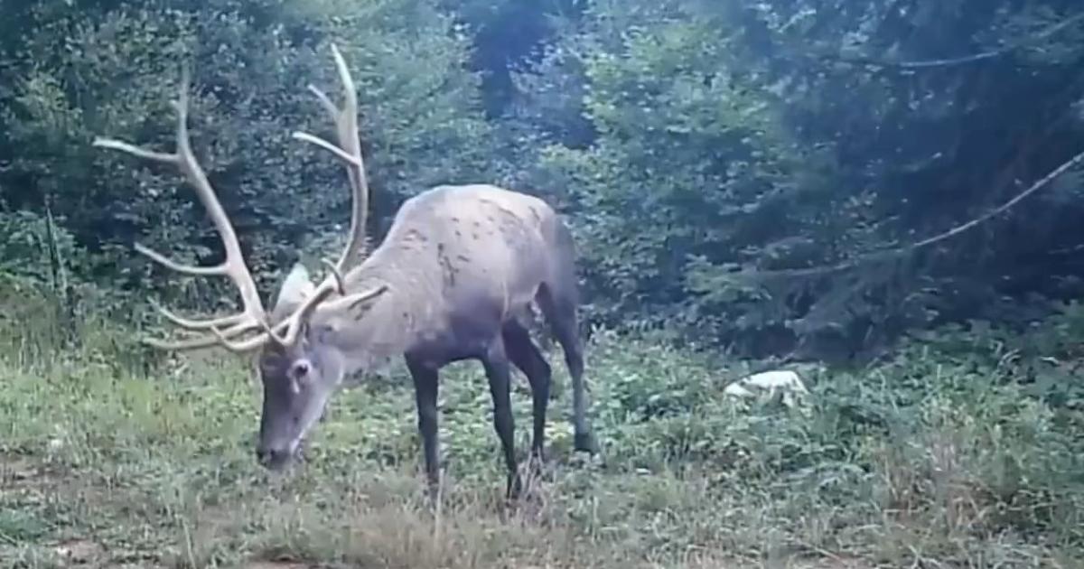 kocaelide kizil geyikler fotokapanla goruntulendi jsKkhqpm.jpg