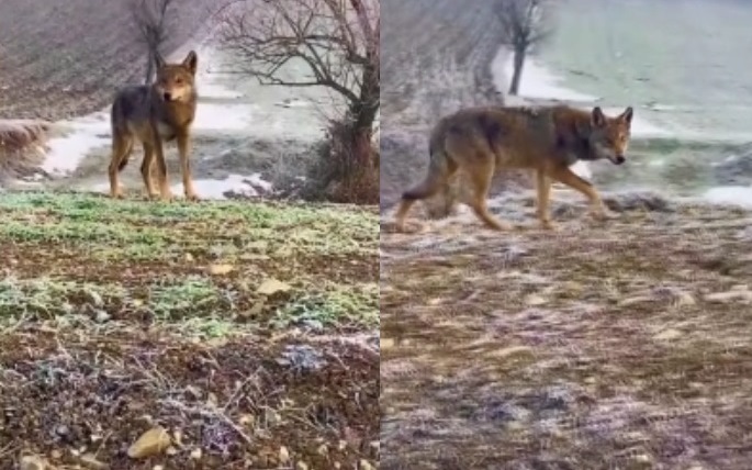 Bolu'da Kurt Görüldü