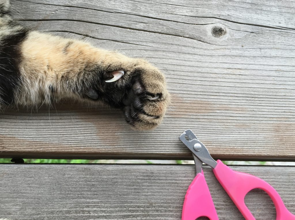 Kedi Tırnağı Kesmenin Kolay Yolları2