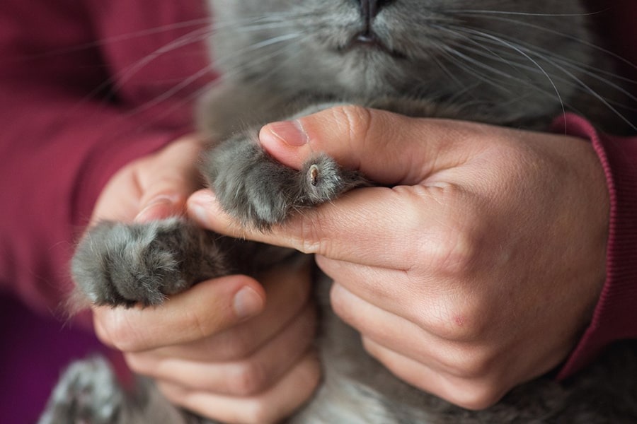 Kedi Tırnağı Kesmenin Kolay Yolları3