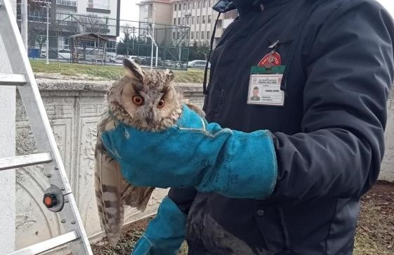 Balkonda mahsur kalan baykuş kurtarıldı