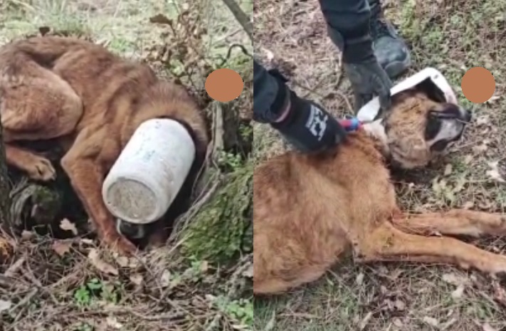 Bolu'da Köpeğin Kafası Bidona Sıkıştı