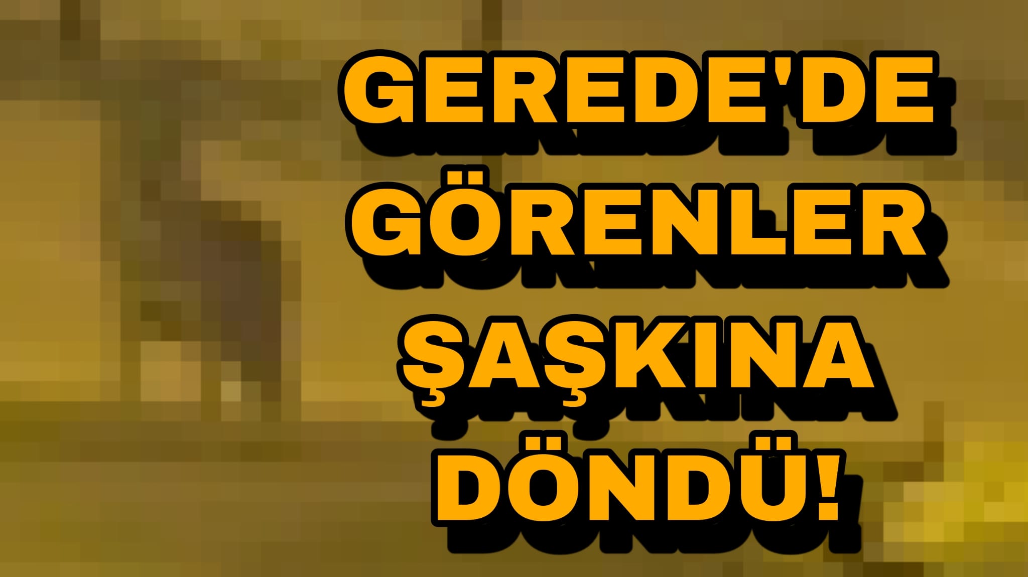 Gerede'de Kurt Görüldü