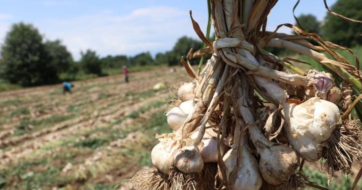 kastamonu taskopru sarimsak geldi tescilli hazinenin ekimine baslandi sNIO5b5V.jpg