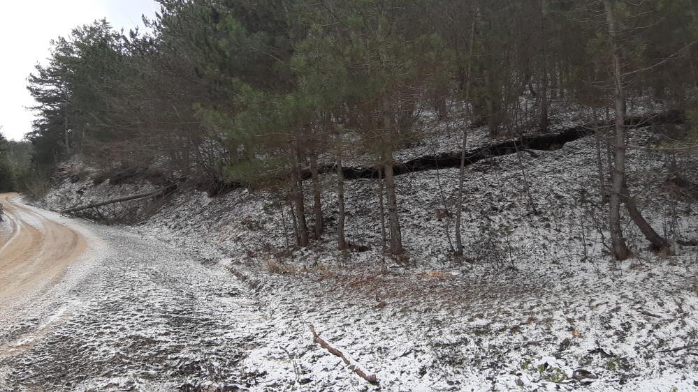 Bolu Orman Arazi Ağaç Kar Toprak