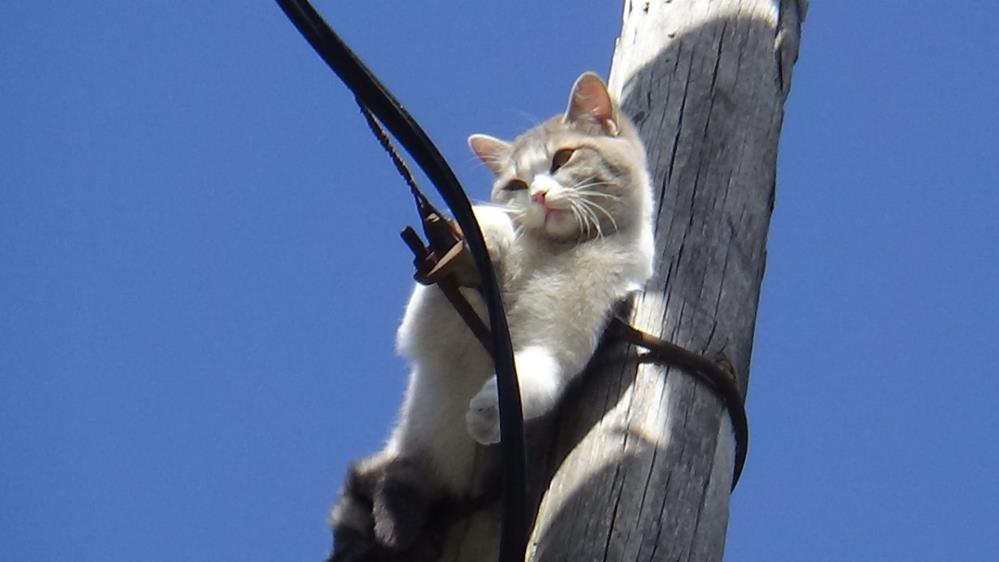 İki gündür aç susuz direkte mahsur kalan kedi kurtarıldı