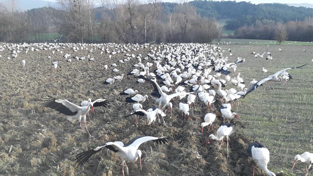 Mola veren yüzlerce leylek 5 dönümlük tarlada adım atacak yer bırakmadı