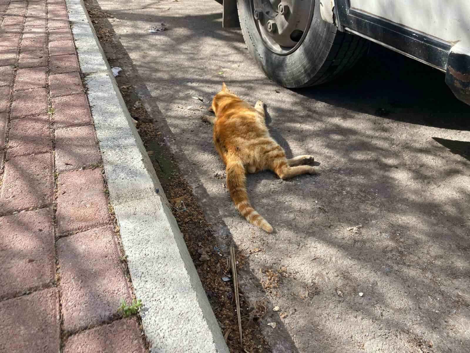 Serik’te çok sayıda ölü kedi bulundu (1)